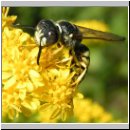 Philanthus triangulum - Bienenwolf m01.jpg